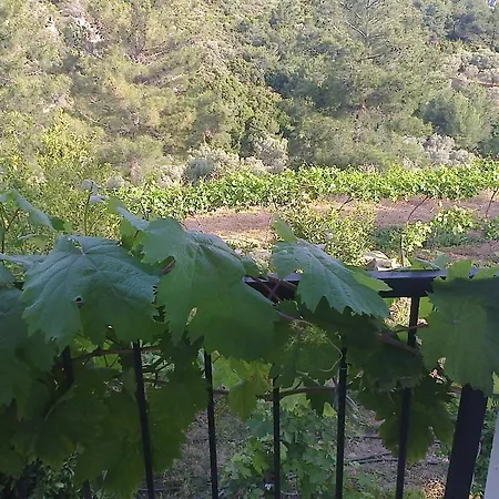 Villakoza
